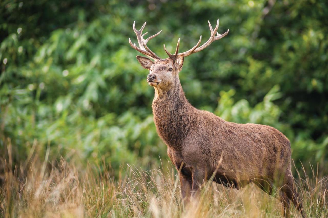Castlerosse Park Resort Killarney Zewnętrze zdjęcie